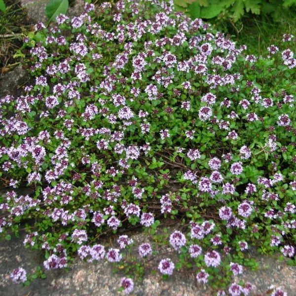 Apisirop - miel (80%), propolis et plantes 150ml Apivie