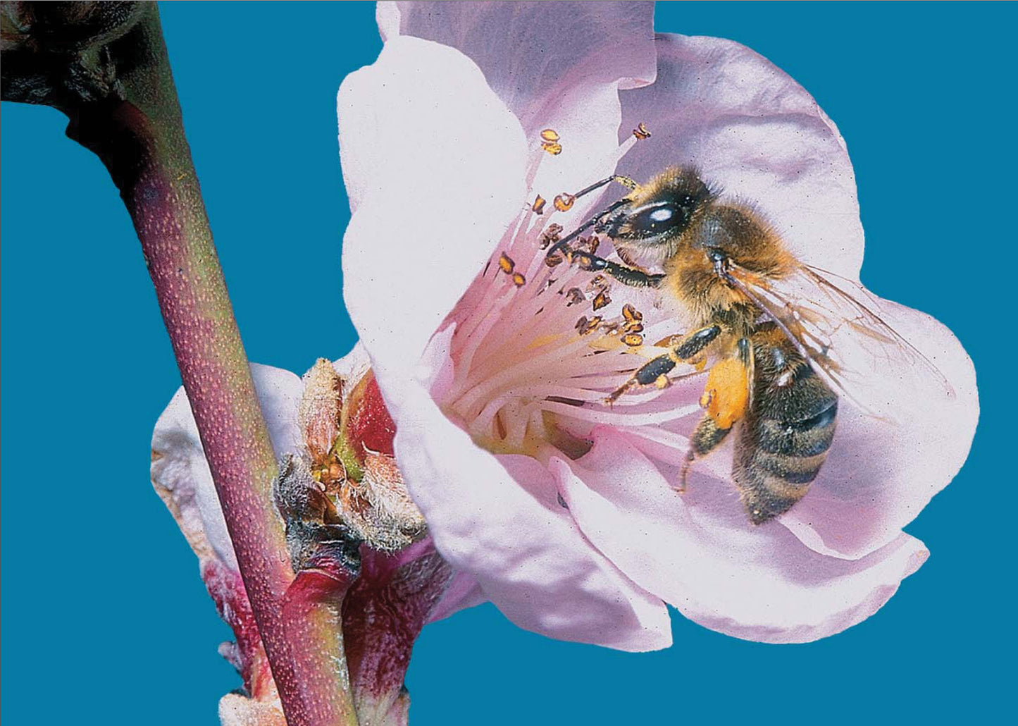 Lot promotionnel: pack 6 savons+ Apishampooing douche miel & propolis