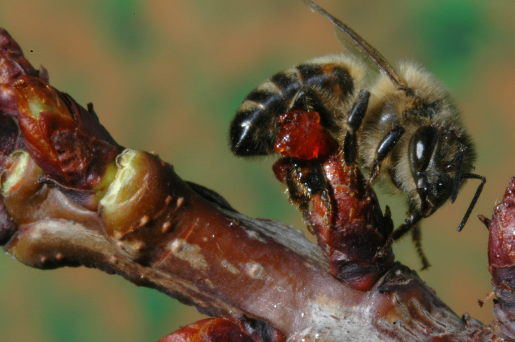 Lot promotionnel: Propobuccal spray 15ml+ Propogomme menthe & eucalyptus 45g + Buccopolis 15ml