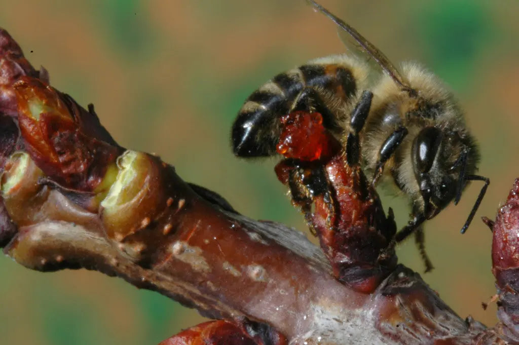 Lot promotionnel: Propobuccal spray 15ml+ Propogomme menthe & eucalyptus 45g + Buccopolis 15ml - apivie