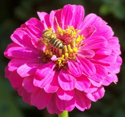 Lot promotionnel: Apistick lèvres + Apiderm crème + Propoderm baume