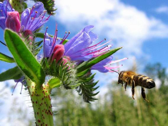 Propodent - dentifrice propolis et argile 50ml