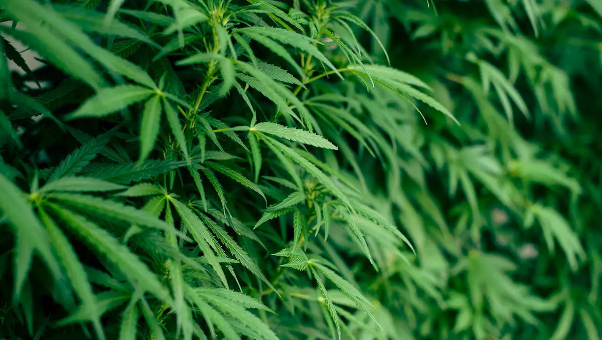 Savon végétal au miel, rose et chanvre 100g Apivie