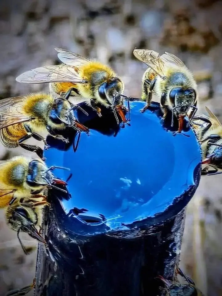 Achat par lots: -10% - apivie