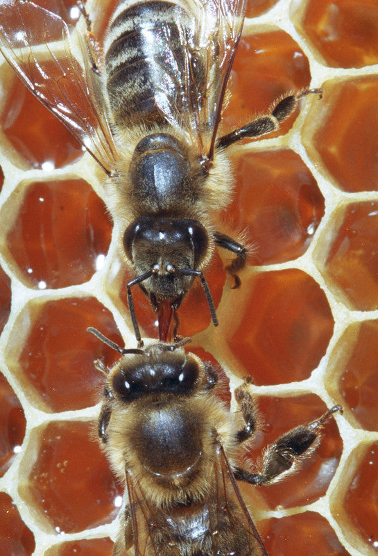 Savon végétal au miel, karité & propolis