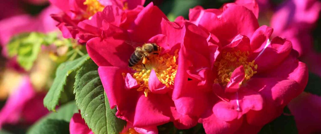 Savon végétal au miel, rose & chanvre