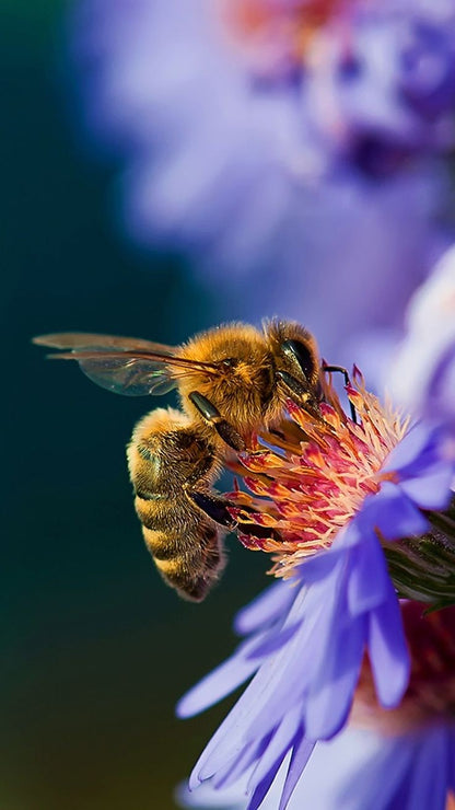 Apishampooing douche miel & propolis