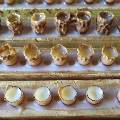 Gelée Royale 20g