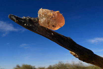 Propogomme à l'eucalyptus