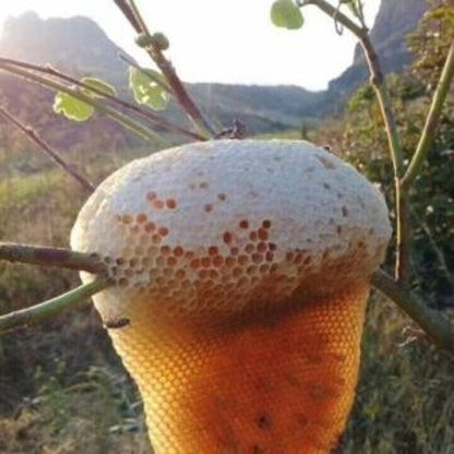 Savon végétal au miel & karité